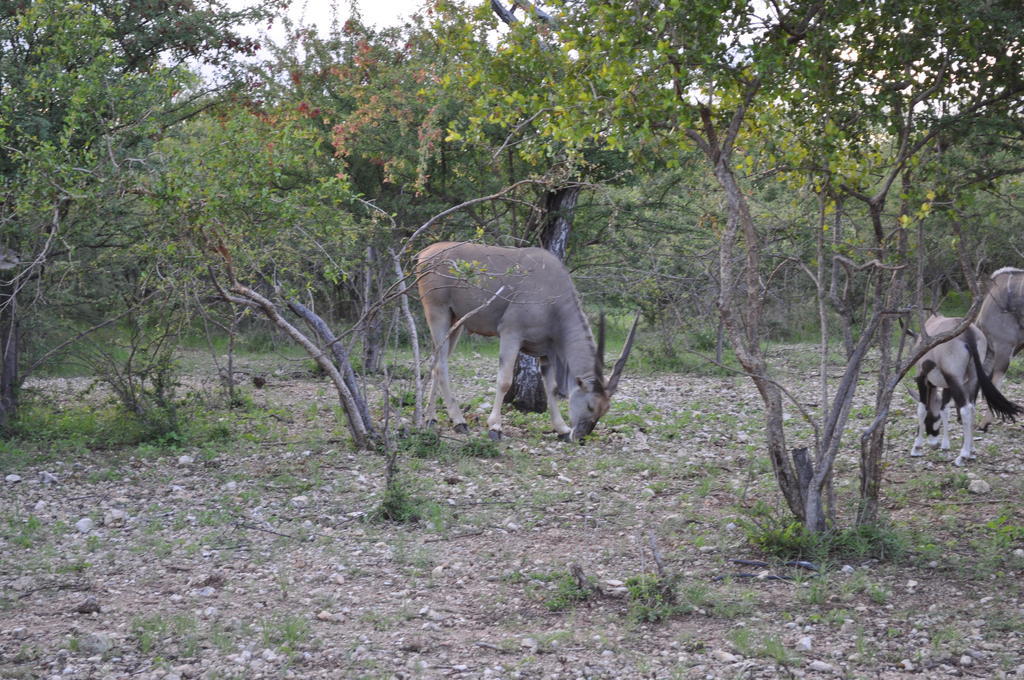 Etotongwe Lodge Outjo Exterior foto